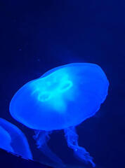 single jellyfish, blue