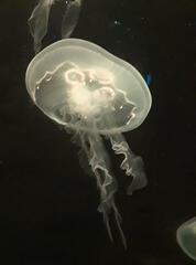 single jellyfish, grey